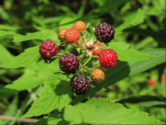 Wildflower: Black Raspberry (Rubus occidentalis), Montour Trail