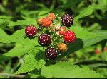 Black Raspberry (Rubus occidentalis), fruit/seed