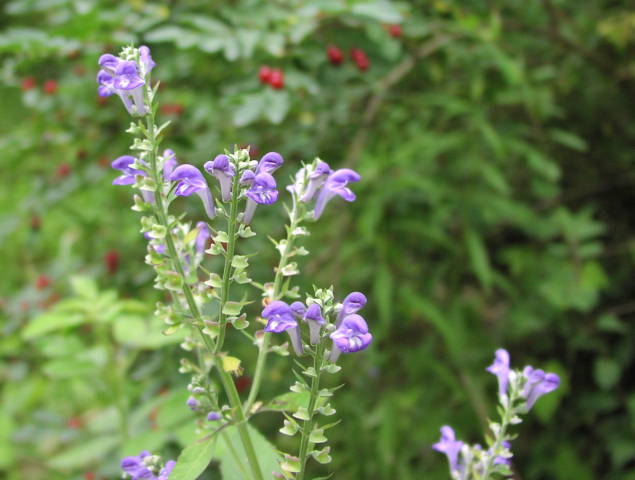 Downy Skullcap (Scutellaria incana)