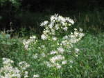 Tall Meadow Rue (Thalictrum polygamum), flower