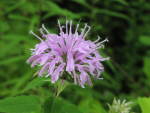 Wild Bergamot (Monarda fistulosa), flower
