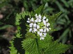 Garlic Mustard (Alliaria petiolata), flower