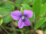 Common Blue Violet (Viola papilionacea), flower