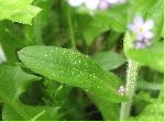 True Forget-Me-Not (Myosotis scorpioides), leaf