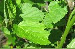 Ninebark (Physocarpus opulifolius), leaf