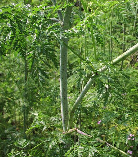 Poison Hemlock (Conium maculatum)