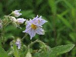 Horse nettle (Solanum carolinense), flower