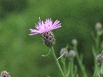 Black Knapweed (Centaurea nigra), flower