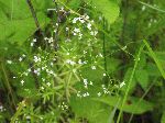 Marsh Bedstraw (Galium palustre), flower
