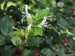 Japanese Honeysuckle