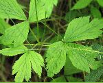 Thimble weed (Anemone virginiana), leaf