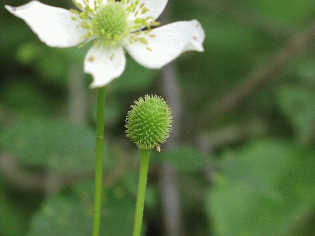 Thimble weed (Anemone virginiana)