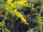 Sweet Goldenrod (Solidago odora), flower
