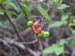 Deadly Nightshade (Solanum dulcamara), fruit/seed