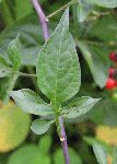 Deadly Nightshade (Solanum dulcamara), leaf