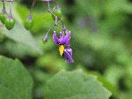 Deadly Nightshade (Solanum dulcamara), flower
