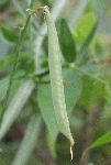 Everlasting Pea (Lathyrus latifolius), fruit/seed