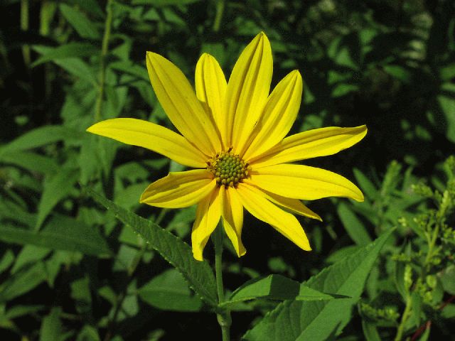 Woodland Sunflower (Helianthus divaricatus)