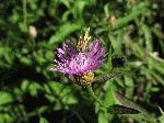 Brown Knapweed (Centaurea jacea), flower