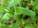 Smaller Forget-Me-Not (Myosotis laxa), leaf