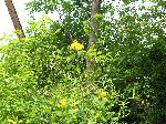 Tall Coneflower (Rudbeckia laciniata), tech