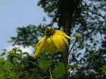 Tall Coneflower (Rudbeckia laciniata), flower