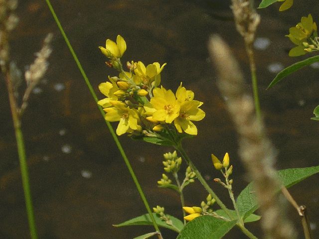 Swamp Candles (Lysimachia terrestris)