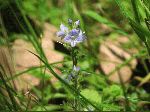 Common Speedwell (Veronica officinalis), flower