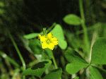 Yellow Wood-Sorrel (Oxalis stricta), flower