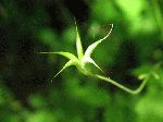 Wild Columbine (Aquilegia canadensis), fruit/seed