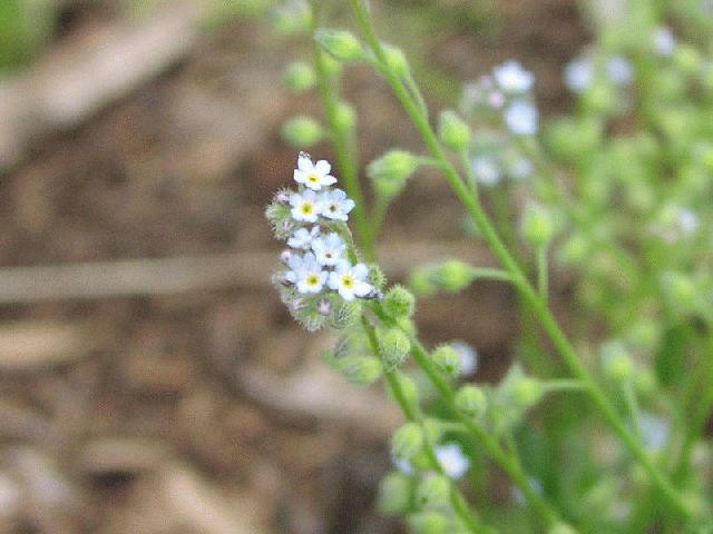 Small-Flowered Forget-Me-Not (Myosotis stricta)