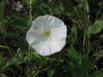 Field Bindweed (Convolvulus arvensis L.), flower