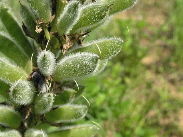 Wild Lupine (Lupinus perennis)
