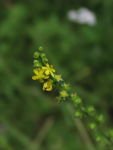 Agrimony (Agrimonia gryposepala), flower