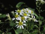 Flat-Topped Aster