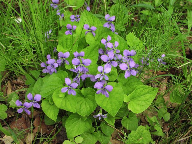Marsh Blue Violet (Viola cucullata)