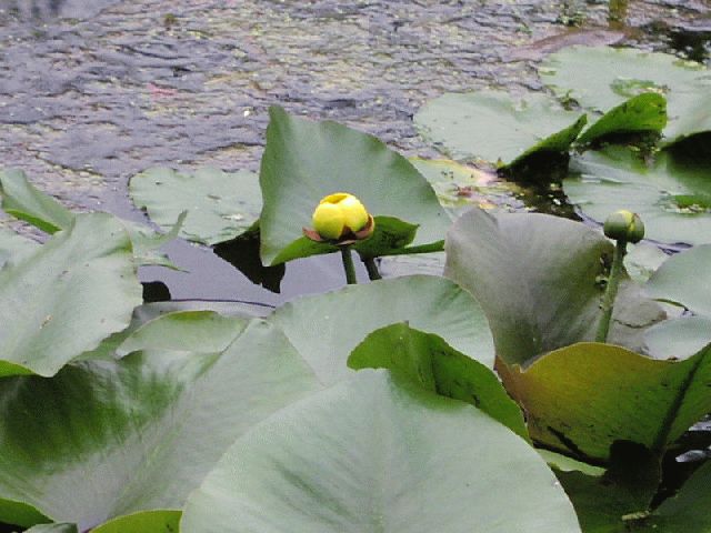 Yellow Pond Lily (Nuphar variegata)