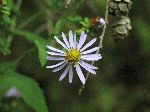 Crooked-Stemmed Aster (Symphyotrichum prenanthoides), flower