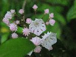 Mountain Laurel (Kalmia latifolia), flower