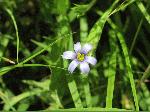 Blue-Eyed Grass (Sisyrinchium angustifolium), flower