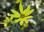 Thin-Leaved Sunflower (Helianthus decapetalus), flower