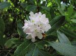 Great Laurel (Rhododendron maximum), flower