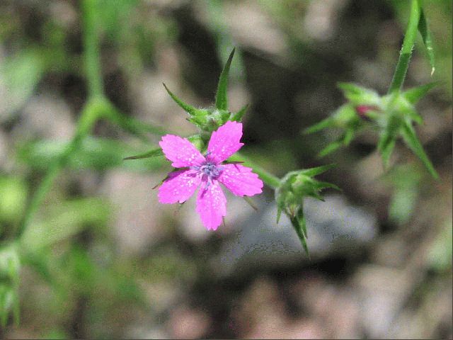 Deptford Pink (Dianthus armeria)