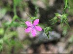 Deptford Pink (Dianthus armeria), flower
