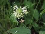 Basil Balm (Monarda clinopodia), flower
