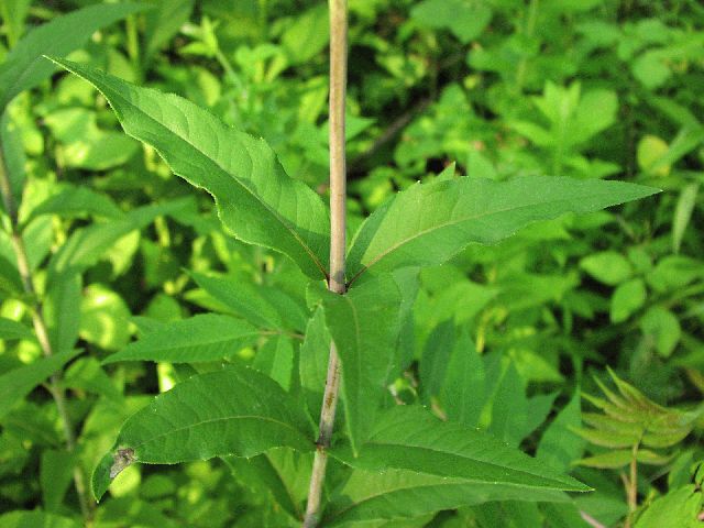 Whorled Rosinweed (Silphium trifoliatum)
