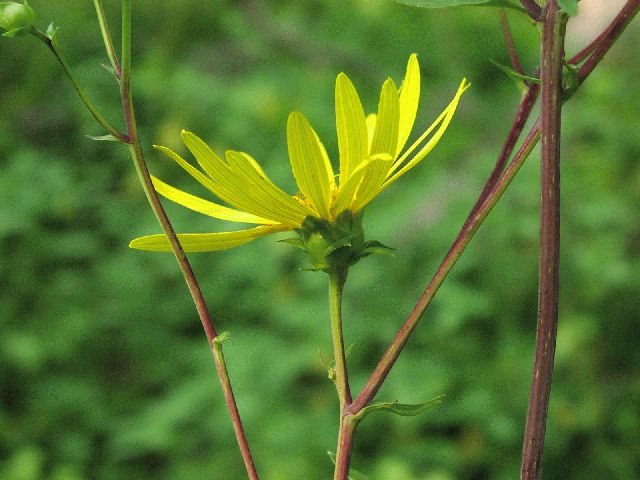 Whorled Rosinweed (Silphium trifoliatum)
