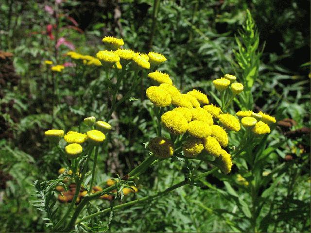 Common Tansy (Tanacetum vulgare L.)