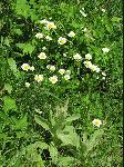 Oxeye Daisy (Leucanthemum vulgare), flower