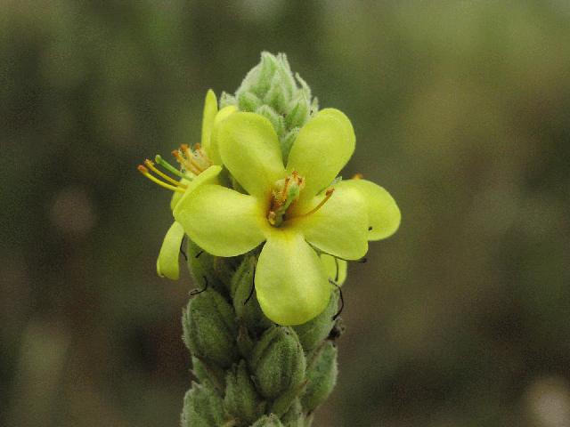 Common Mullein (Verbascum thapsus L.)